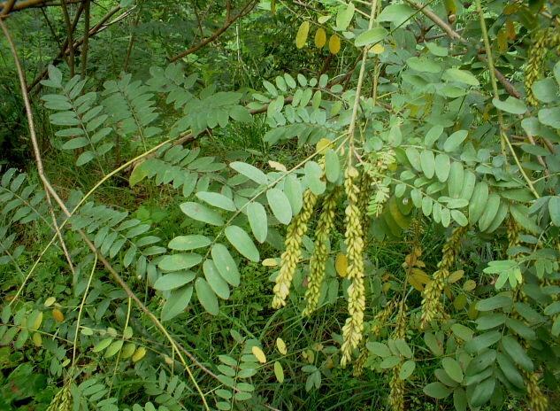 Amorpha fruticosa / Indaco bastardo